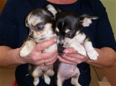 4 Prachtige Mini Chihuahuapupjes