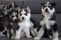 Schitterende Siberische Husky-puppy's - 0 - Thumbnail