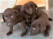 Labrador pups Labrador chocoladekleurige pups te koop - 0 - Thumbnail