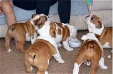 Prachtige Kc Bulldog Puppies