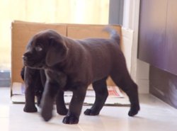 Labrador pups wij hebben 2 zeer mooie labrador - 0