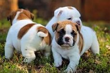  prachtige engelse bulldog pups!