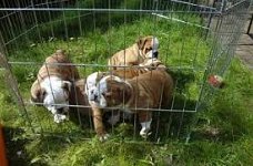  Leuke Engelse Bulldog Puppies te koop