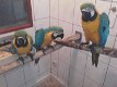 papegaaiereieren en papegaaivogels te koop - 0 - Thumbnail