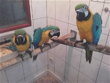 papegaaiereieren en papegaaivogels te koop