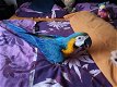 papegaaiereieren en papegaaivogels te koop - 1 - Thumbnail