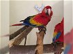 papegaaiereieren en papegaaivogels te koop - 5 - Thumbnail