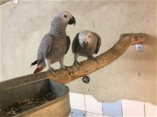 vruchtbare papegaaiereieren te koop