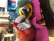 vruchtbare papegaaiereieren te koop - 1 - Thumbnail