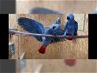 vruchtbare papegaaiereieren te koop - 2 - Thumbnail