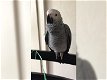 Mooie Afrikaanse grijze papegaaien - 0 - Thumbnail