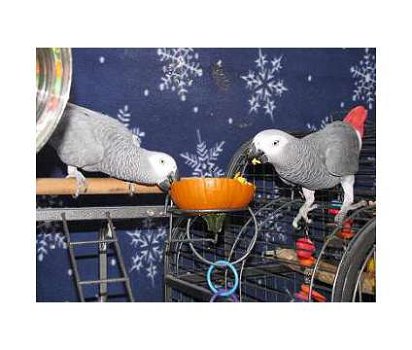 Mooie Afrikaanse grijze papegaaien - 1