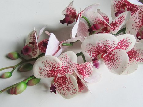 ORCHIDEE - 0