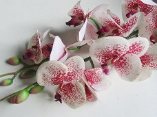 ORCHIDEE