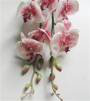 ORCHIDEE - 1