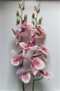 ORCHIDEE - 3