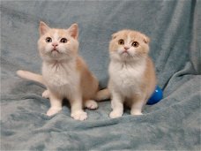 Scottish Fold-Kittens