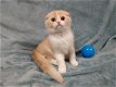 Scottish Fold-Kittens - 1 - Thumbnail