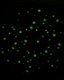 Lawn fawn glow in the dark embossingpoeder - 1 - Thumbnail