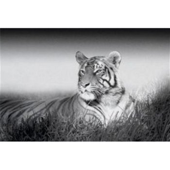 Deco panel - Kings of Nature - Tiger bij Stichting Superwens! - 0