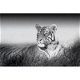 Deco panel - Kings of Nature - Tiger bij Stichting Superwens! - 0 - Thumbnail