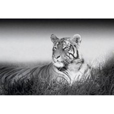 Deco panel - Kings of Nature - Tiger bij Stichting Superwens!