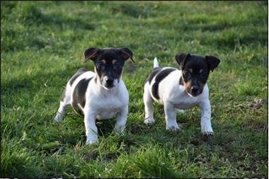 Mooie Jack Russell-puppy's - 0