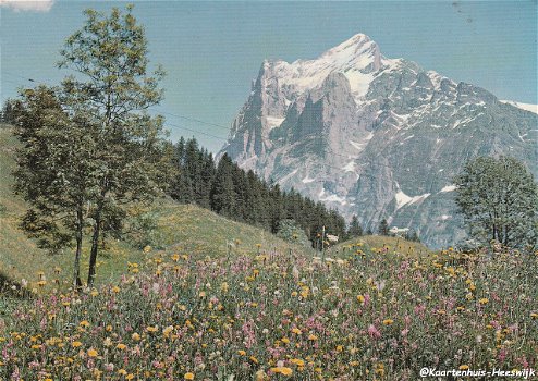 Zwitserland Grindelwald Wetterhorn - 0