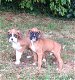 Twee boxer puppy's beschikbaar - 0 - Thumbnail