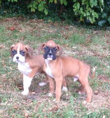 Twee boxer puppy's beschikbaar