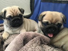 mannelijke en vrouwelijke pug puppy's