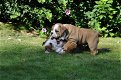 engels bulldog puppies - 0 - Thumbnail