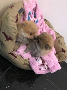 Schattige Pomeranian-puppy beschikbaar