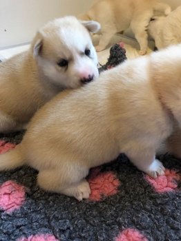 Siberische husky puppy's beschikbaar - 0