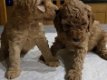 Mooie Cockapoo-puppy's - 0 - Thumbnail