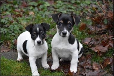 Mooie Jack Russell-puppy's - 0