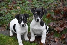 Mooie Jack Russell-puppy's