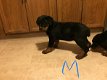 Rottweiler-puppy's - 0 - Thumbnail