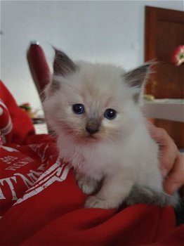 Ragdoll kitten weken oud Klaar om te gaan - 0