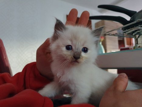 Mooie Ragdoll-kittens allemaal nu gereserveerd - 0