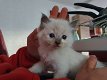 Mooie Ragdoll-kittens allemaal nu gereserveerd - 0 - Thumbnail