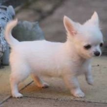  Vriendelijke Chihuahua pup