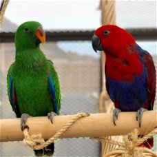  Mooie ekkie papegaai