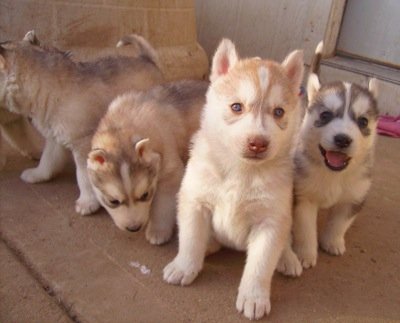 Gorgeouse syberian husky pup - 0