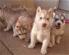 Gorgeouse syberian husky pup - 0 - Thumbnail