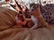 Goed getrainde Syberische husky pup - 0 - Thumbnail