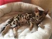 Gratis katten en kittens - 0 - Thumbnail