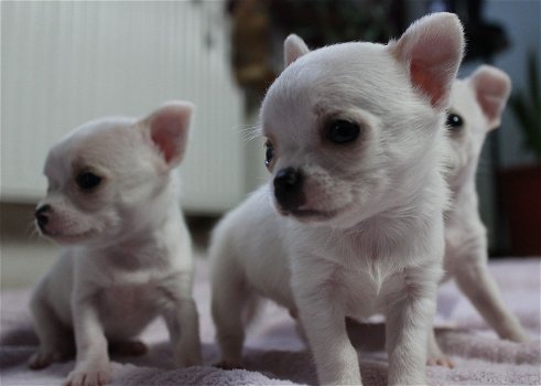 Leuke Chihuahua-puppy - 0