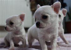  Leuke Chihuahua-puppy