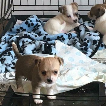 5 chihuahua puppies voor gratis adoptie mis dit niet !!! - 0